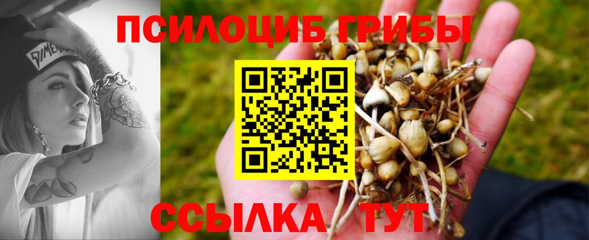 Псилоцибиновые грибы Psilocybe Шебекино